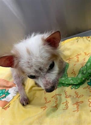 Fox - Chihuahua