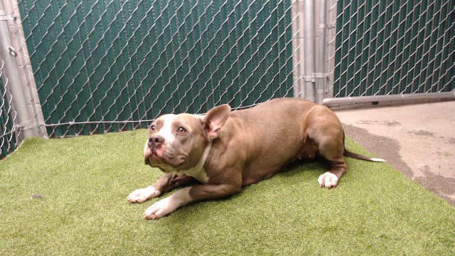 Layla - Pit Bull Terrier
