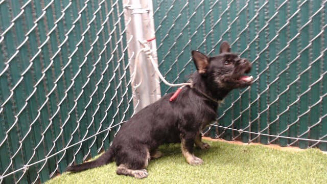 Shohei - French Bulldog