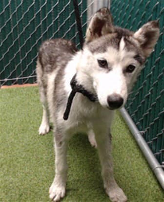Skubal - Siberian Husky