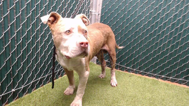 Jonny - Pit Bull Terrier