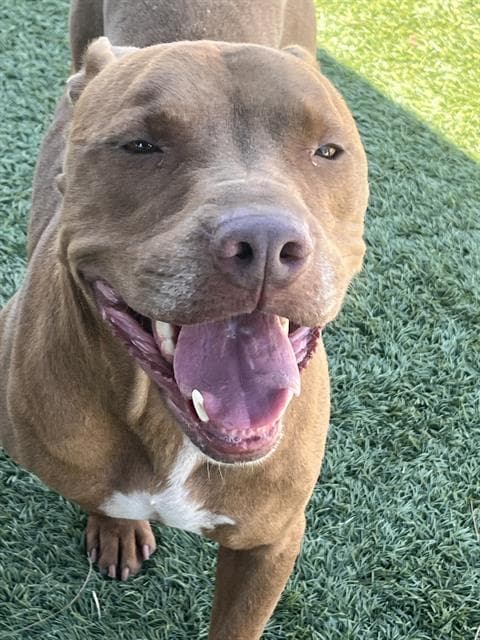 Rusty - Pit Bull Terrier