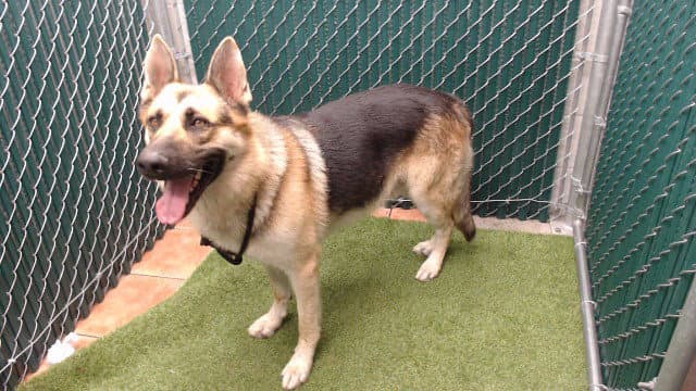 Ravine - German Shepherd Dog