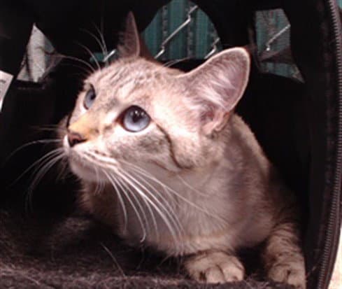 Cookie - Domestic Short Hair