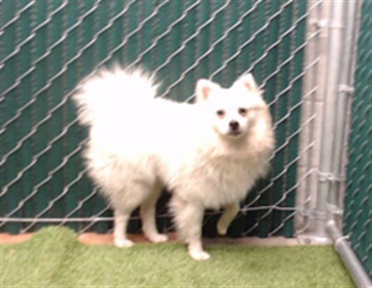 Leon - American Eskimo Dog