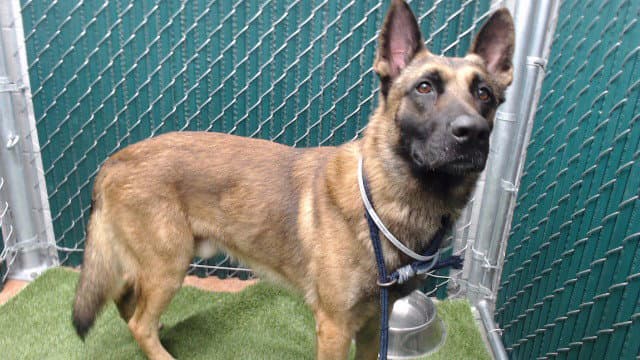 Max - Belgian Shepherd Malinois