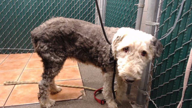 Soy - Old English Sheepdog