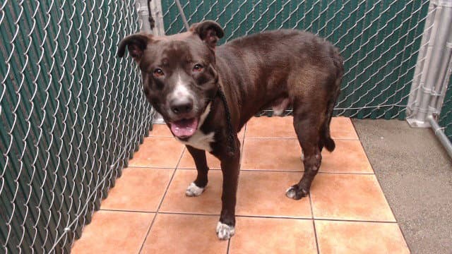 Hades - Pit Bull Terrier