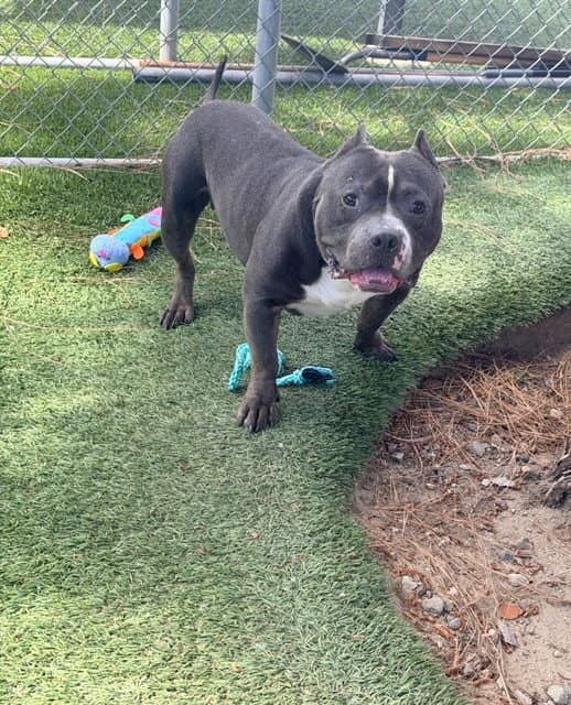 Brody - Pit Bull Terrier