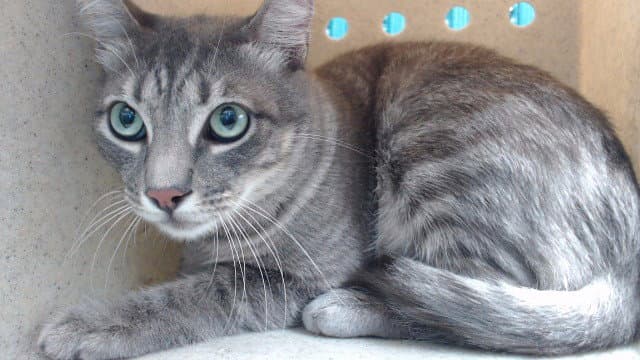 Skittles - Domestic Short Hair