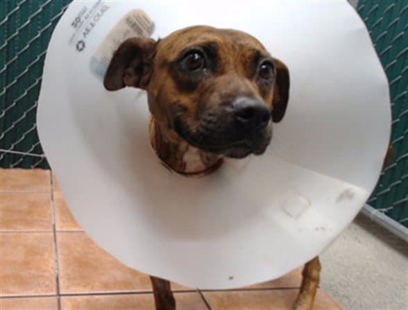 Nyla - Pit Bull Terrier