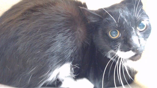 Oreo - Domestic Short Hair