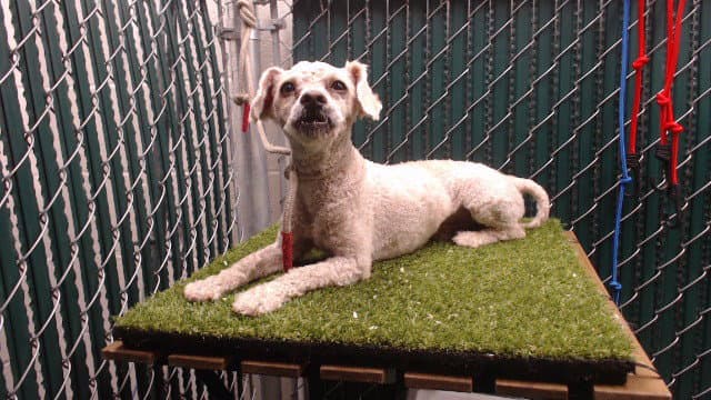 Charlie - Poodle (Miniature)