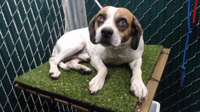 Baby - Beagle