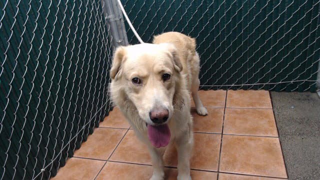 Davey - Labrador Retriever