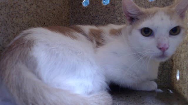 Miss Ohio - Domestic Short Hair