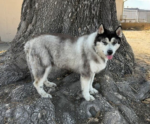 Isabela - Siberian Husky