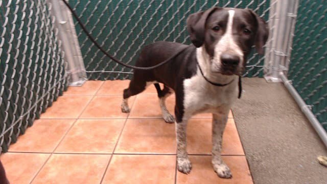 Prissy - German Shorthaired Pointer