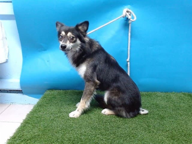 Unknown - Shetland Sheepdog Sheltie