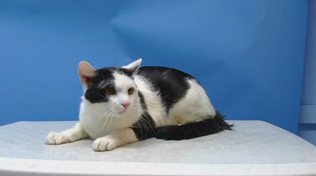 Aden - Domestic Short Hair