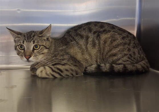 Max - Domestic Short Hair