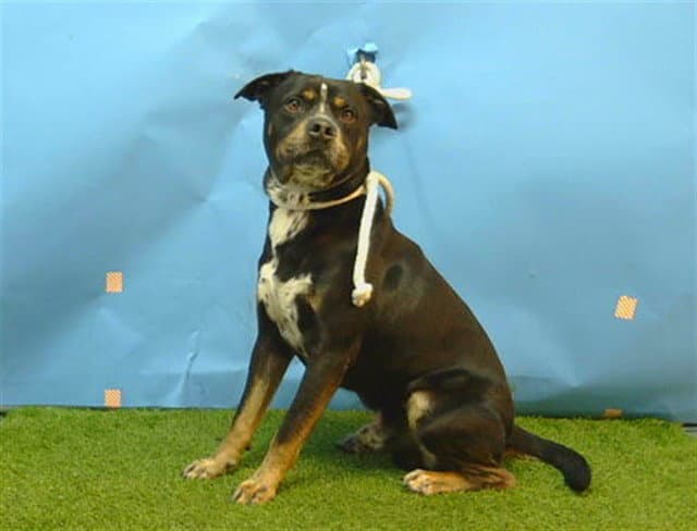Tiberio - Rottweiler