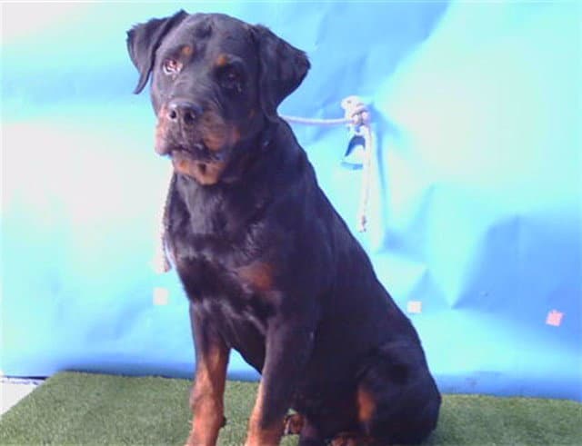 Shadow - Rottweiler