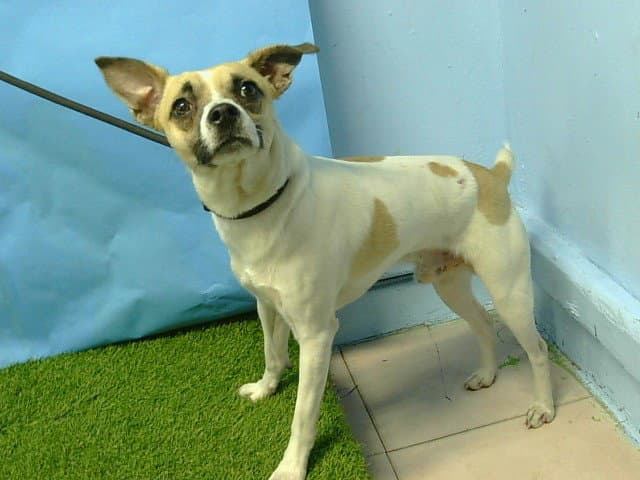 Puppers - Chihuahua