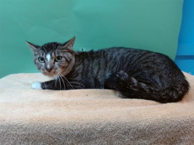 Haze - Domestic Short Hair