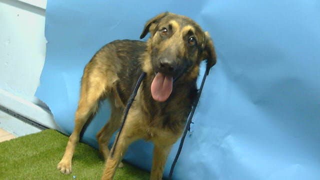 Unknown - German Shepherd Dog