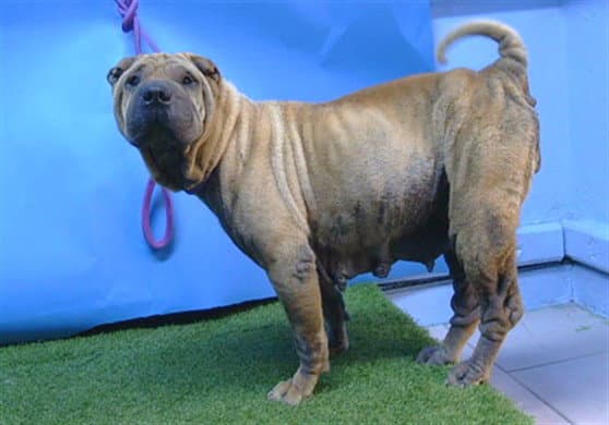 Phoebe - Chinese Shar-Pei