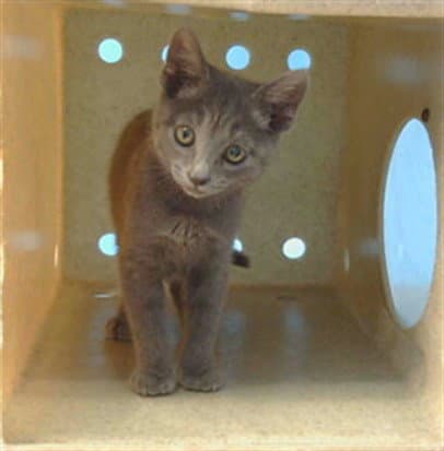 Nyles - Domestic Short Hair