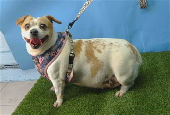 Yassi - Cardigan Welsh Corgi