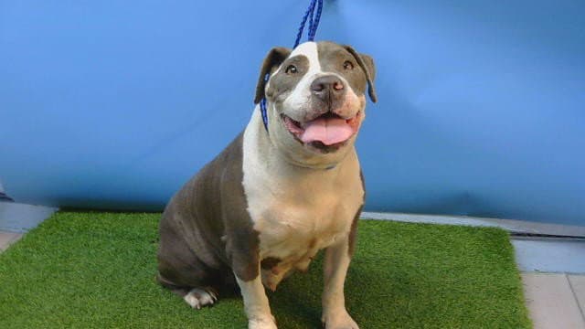 Gigi - Pit Bull Terrier