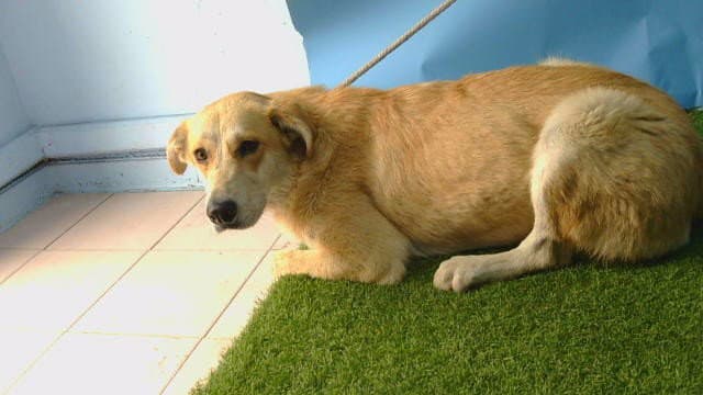 Unknown - German Shepherd Dog