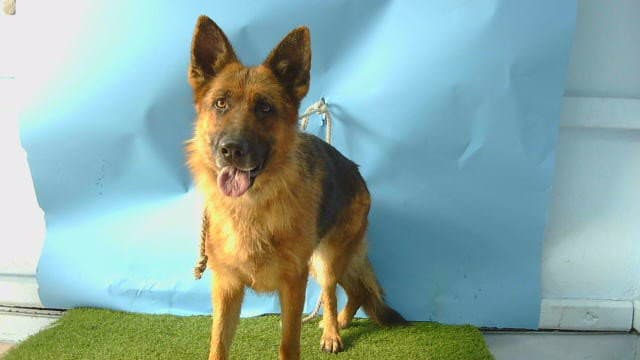 Unknown - German Shepherd Dog