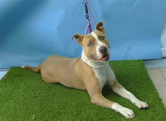 Unknown - Pit Bull Terrier