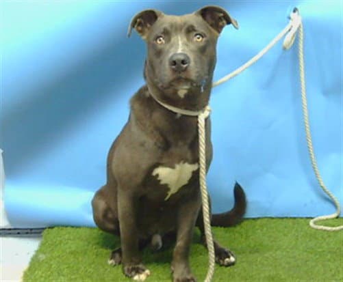Unknown - Labrador Retriever