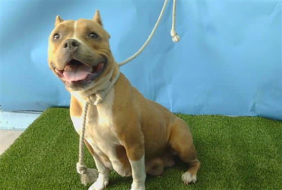 Unknown - American Bulldog
