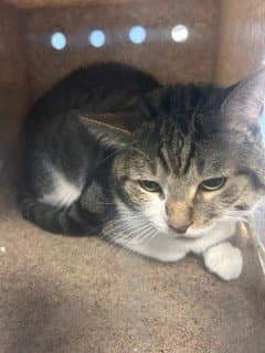 Mochi - Domestic Short Hair