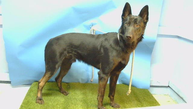 Anakin - German Shepherd Dog