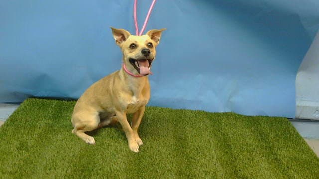 Peanut - Chihuahua