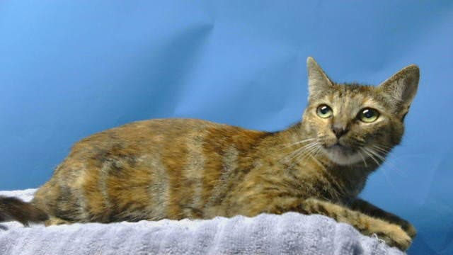 Unknown - Domestic Short Hair