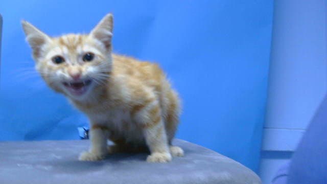 Cheddar - Domestic Short Hair
