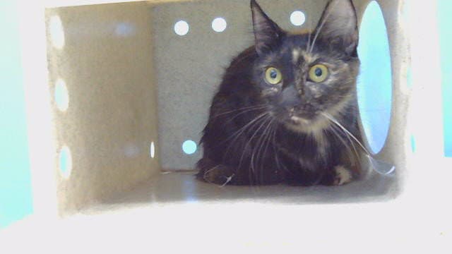 Esmeralda - Domestic Short Hair