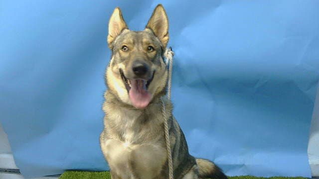 Shiloh - German Shepherd Dog