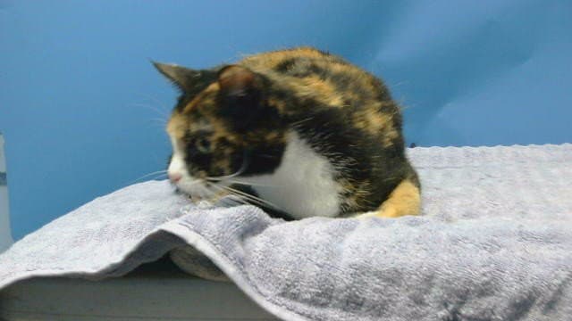Bixen - Domestic Short Hair