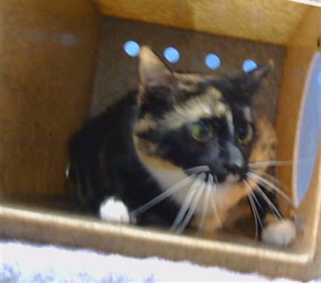 Venes - Domestic Short Hair