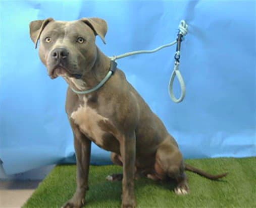 Dior - Pit Bull Terrier