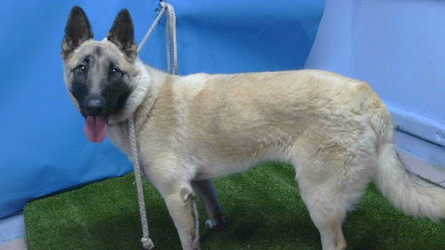 Unknown - German Shepherd Dog